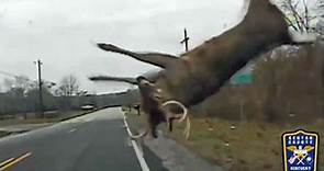 Police footage shows how to react when a deer crosses the road