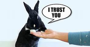 10 Signs Your Rabbit REALLY Trusts You
