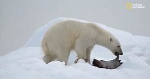 El oso polar | Depredadores mortales de Alaska