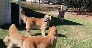 Stormy is getting with the... - Snobird Golden Retrievers