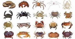 🦀 Different Types Of Crab | Species Of Crab | PART 1