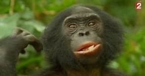 "Bonobos", un film militant sur nos cousins les singes