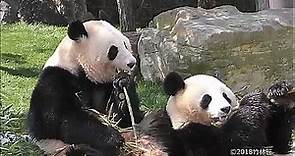 YouTube - Here's an entire channel full of panda videos to...