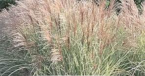 Miscanthus sinensis variegatus Maiden grass