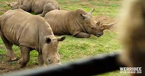 Virtual Safari Tour at Werribee Open Range Zoo