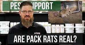 Is a Pack Rat a Real Rat? | Pest Support
