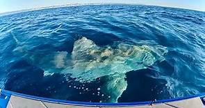 The BIGGEST SHARK I Have Ever Seen - Great White Circles My Boat