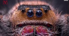 Spider with four eyes gets his camera close-up