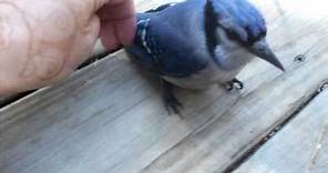 my ALMOST pet blue jay