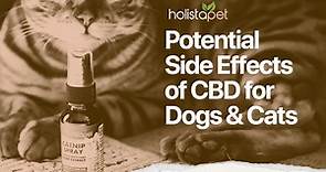 Side Effects Of CBD In Dogs And Cats : Know How To Avoid Them [Update]