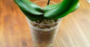 Come coltivare l'orchidea senza terriccio: come preparare i vasi per l'idrocoltura