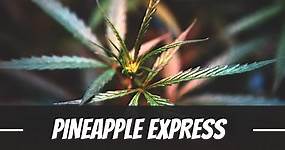 Pineapple Express Cannabis Strain Information & Review