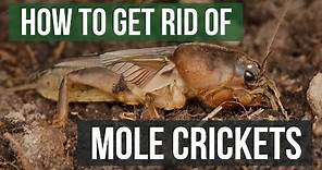 How to Get Rid of Mole Crickets (4 Easy Steps)