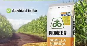 Semilla de maiz Pioneer P4039