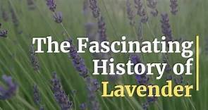 The Fascinating History of Lavender
