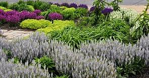 Salvia Variety Comparison Update | Walters Gardens
