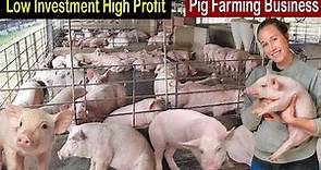 Pig Farming for Beginners - How to Start Business Pig Farm - Business Ideas 2022 - Modern Farming