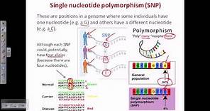 Single nucleotide polymorphism SNP