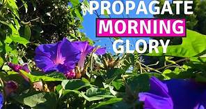 HOW TO PROPAGATE MORNING GLORY: Using a Fast and Simple Technique | BirdofParadise