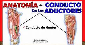 🥇 Anatomía del CONDUCTO DE LOS ADUCTORES (De Hunter). ¡Fácil y Sencilla!