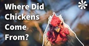 WHERE Did Chickens Come From? 🤔