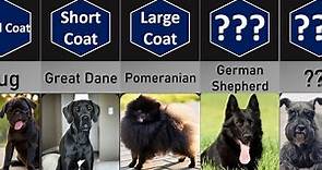 Most Popular Black Dog Breeds