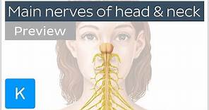 Main nerves of the head and neck (preview) - Human Anatomy | Kenhub