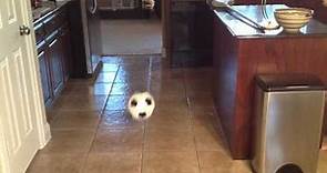 Soccer Ball Bounce-reference