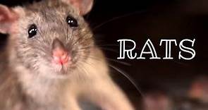 Rats 🐀 Urban Wildlife | Animal Science