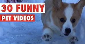 30 Funny Pet Videos Animal Compilation 2016