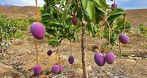 Mango Kent - Organic Earth Perú