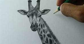 Como desenhar uma Girafa realista PASSO A PASSO narrado