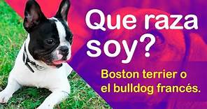 ¡Descubre las DIFERENCIAS y SEMEJANZAS entre el BULLDOG FRANCÉS y el BOSTON TERRIER! 🐾🐶