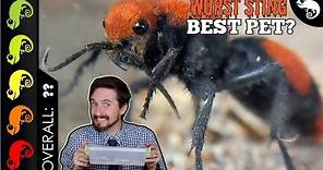Velvet Ant, The Best Pet Invertebrate?