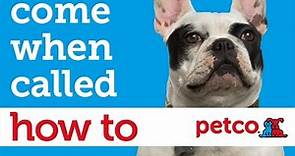 How to Train Your Dog to Come When Called (Petco)