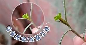 〔花園養植◆空氣鳳梨〕第三回 開花篇◇松蘿花季