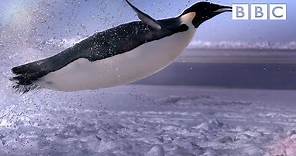 How does a penguin launch itself from the sea? - The Wonder of Animals | BBC