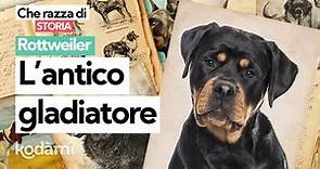 Cosa devi sapere sul Rottweiler: caratteristiche e storia dell'antico gladiatore