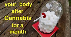 Your Body ● After Smoking Cannabis for a Month