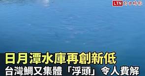 日月潭水庫再創新低 台灣鯛又集體「浮頭」令人費解(民眾提供) - 自由電子報影音頻道