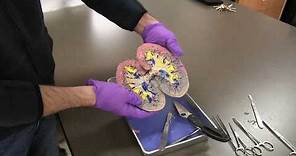 Triple Injected Kidney Dissection