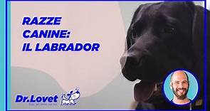 Speciale razze canine: Il Labrador Retriever