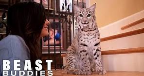 We Share Our Home With Two Bobcats | BEAST BUDDIES