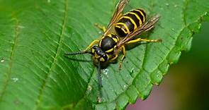 What Do Yellow Jackets Eat? (Diet & Facts)
