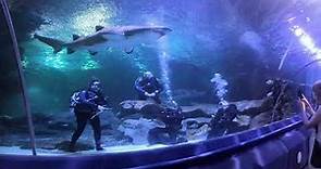 Blue Planet Aquarium Shark Encounter Dive