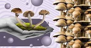 How to grow psychedelic mushrooms for the first time
