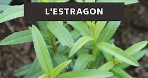 L'Estragon