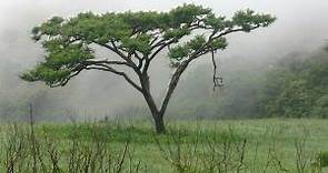 El Árbol De Acacia: [Características, Siembra, Cuidados, Riego Y Sustrato]