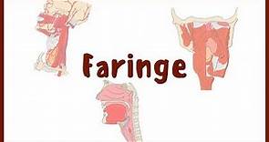 ANATOMÍA | Faringe (Nasofaringe, Orofaringe y Laringolaringe) | BLASTO