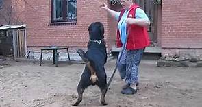 The Real Rottweiler in Aaction